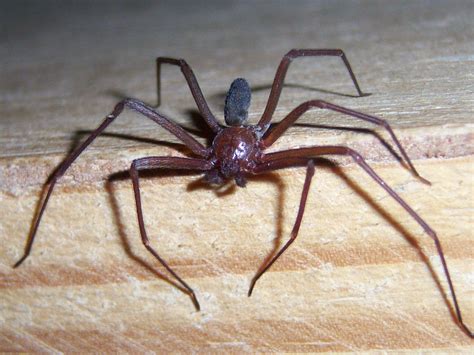 tipos de aranhas brasil blogado