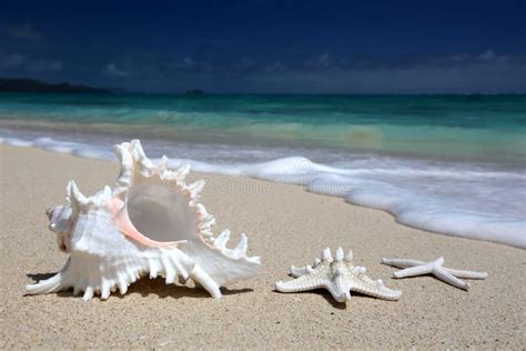 Sea Shell Starfish Sandy Beach Turquoise Ocean Hawaii Stock Photo