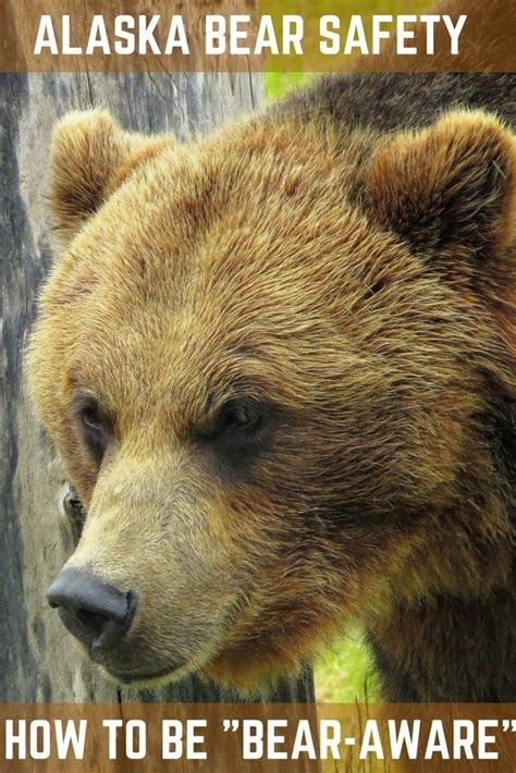 Alaska Travel Essentials Bear Safety How To Be Bear Aware Bear