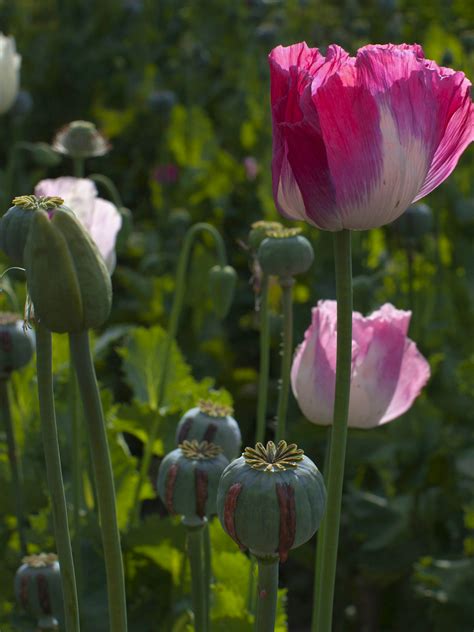 It S Legal To Grow Your Own Opium As Long As You Don T Know It Inverse