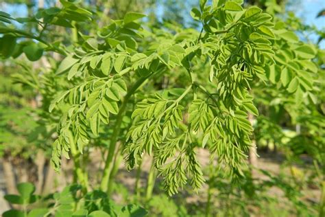 It is a rich source of essential amino acids, which are the building blocks of proteins. Health Benefits of Moringa Leaves & Leaf Powder | Clean ...