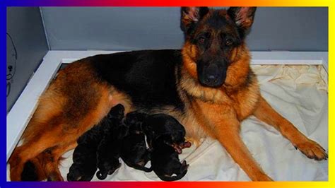 Must See German Shepherd Dogs Give Birth And Play With