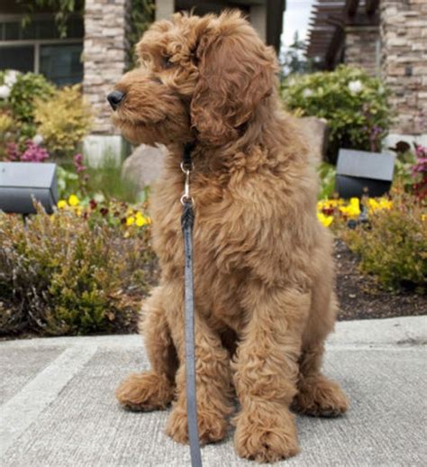 They are very intelligent, friendly with strangers and other pets and enjoy the companionship of their owner or family. Mini Goldendoodle Ohio | Mini Goldendoodle