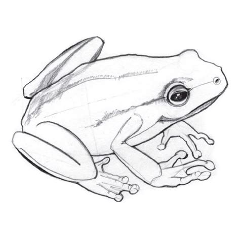 How To Draw A Frog With A Pencil Step By Step By Imagidraw On Deviantart