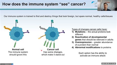 Understanding Immunotherapy In Cancer Treatment Can We Predict Who