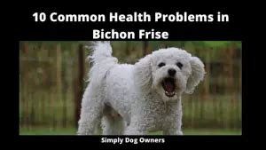 Common Health Problems In Bichon Frise Bichon Frise Old Age