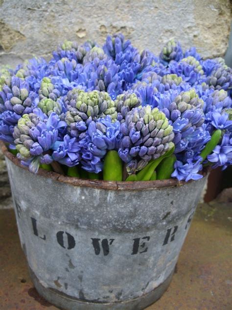 Hyacinthes In Vintage Flower Bucket Planting Flowers