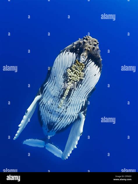 Humpback Whale Megaptera Novaeangliae With Parasitic Acorn Barnacles