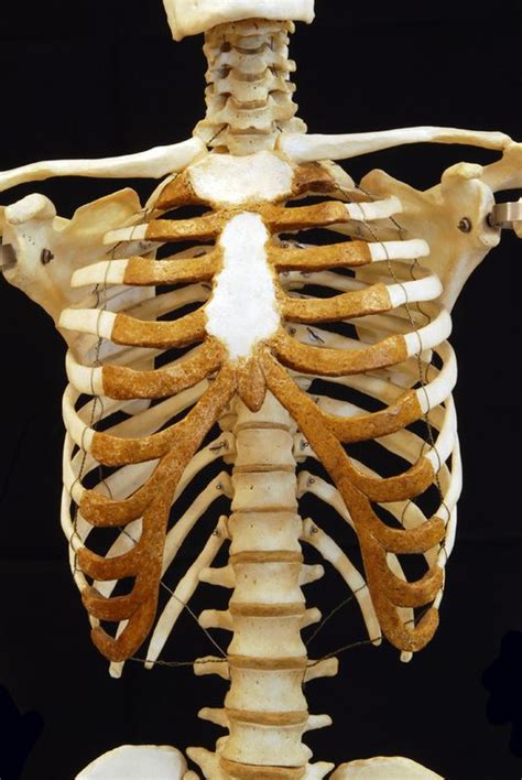 Human Anatomy Ribs Pictures Ribs Eight To Ten Are The False Ribs And