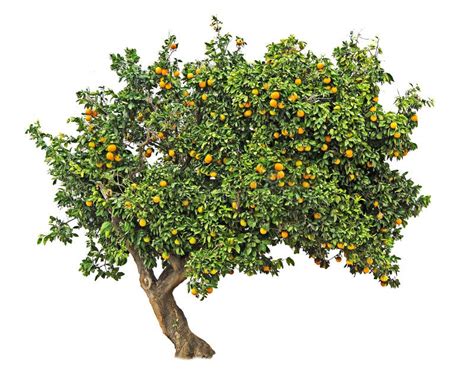 Orange Tree Stock Photo Image Of Nature Fruit Spring 83365536