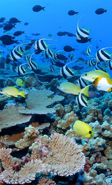 Coral Reef Fish Nature Graphy Hd Phone Wallpaper Peakpx