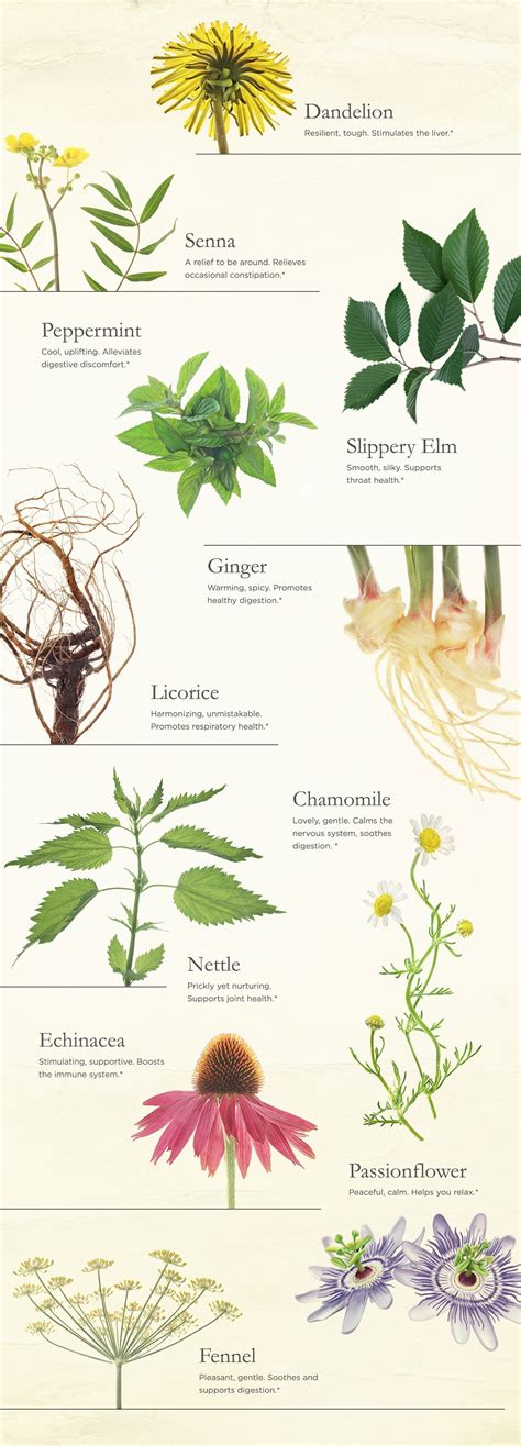 11 Plants for Wellness - Traditional Medicinals - Wellness teas