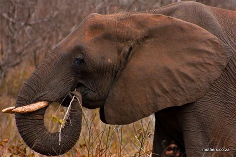 Tree bark is a favorite food source for elephants. Mel's Mouthful on Mothering: Eating an elephant?