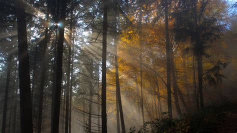 2560x1440 Tree Nature Wood Sun Fog Leaf Dawn Light 1440p Resolution Hd