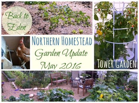 Garden Update May 2016 On Video Northern Homestead