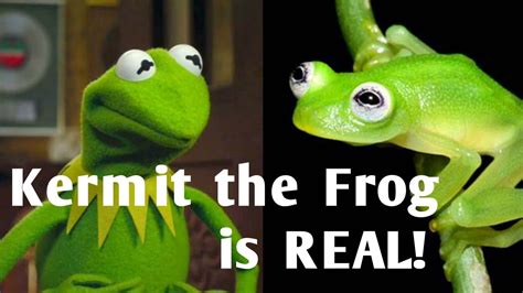 Kermit The Frog Is Real Daily Dose Of Weird News Youtube