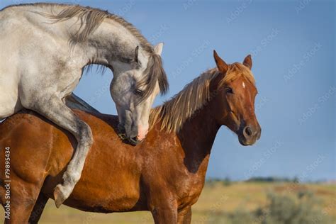 Grey And Red Horse Mating In The Field Stock Photo Adobe Stock
