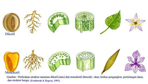 Biojojo Perbedaan Ciri Morfologi Dan Anatomi Tanaman Monokotil Dengan