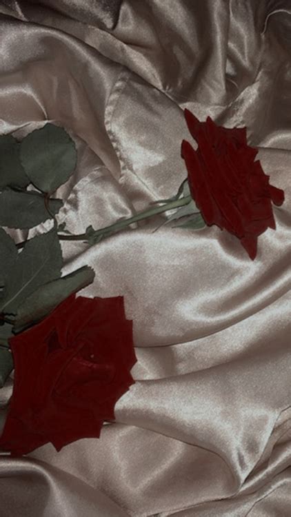See red rose background stock video clips. red roses | Tumblr
