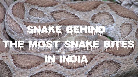 Snake Behind The Most Snake Bite In India Russells Viper😍 Youtube