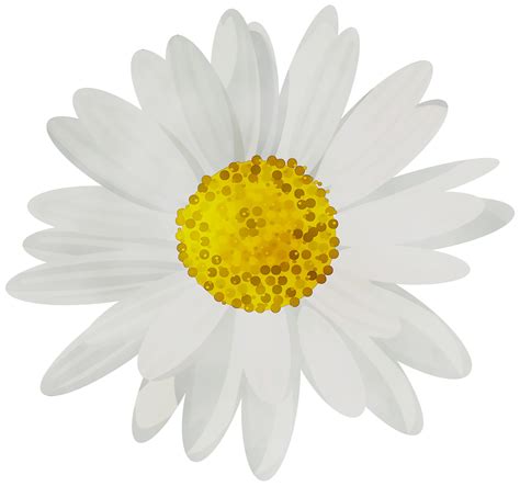 Portable Network Graphics Clip art Common daisy Desktop Wallpaper Image png image