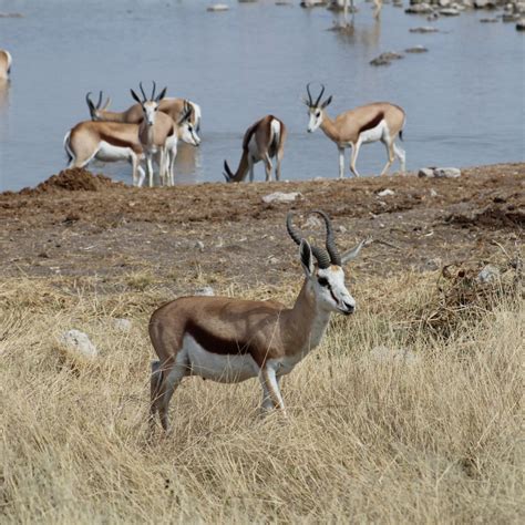 Africas Most Common Antelope Sports Afield