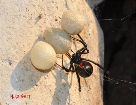 Black Widow With Egg Sacs Latrodectus Hesperus The Most V Flickr