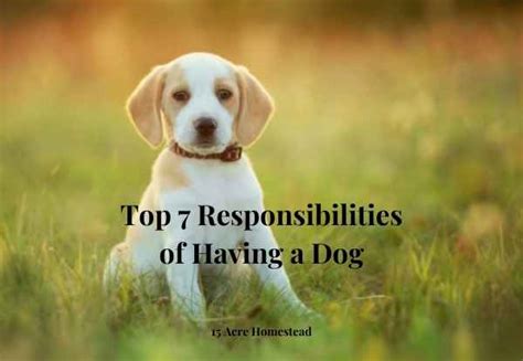 What Are The Responsibilities Of Taking Care Of A Dog