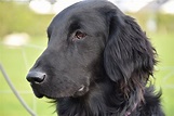 Flat Coated Retriever | Residential Training | Tessleymoor