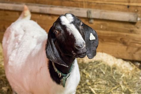 How Much Does A Goat Cost —2021 Prices Farmhouse Guide