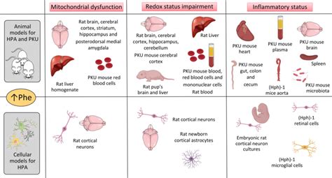 Pathological Mechanisms Involved In Phenylketonuria Pku And Other