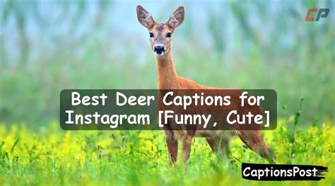 200 Best Deer Captions For Instagram Funny Cute