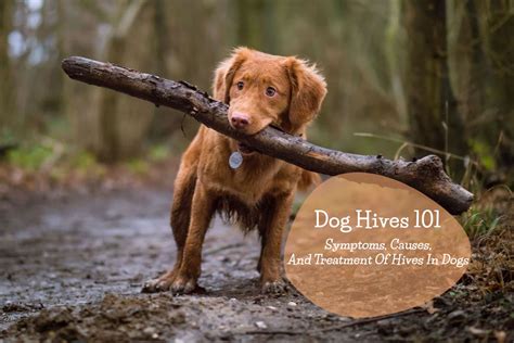 Dog Hives 101 Symptoms Causes And Treatment Of Hives In Dogs