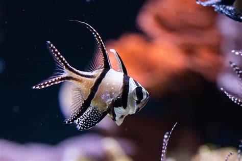 Banggai Cardinalfish The Living Planet Aquarium