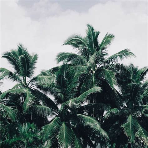 Lush Greenery Via Masonrosephoto Palm Trees Tropical Vibes