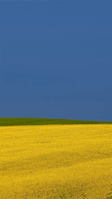 Earth Rapeseed Field With Two Green Trees Under Blue Sky During Daytime