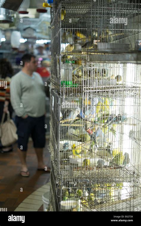 People Looking At Caged Birds In Market Parakeets A Popular Pet In