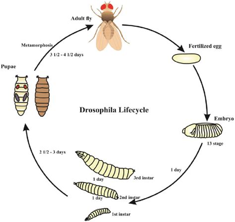 Life Cycle Of Drosophila Melanogaster