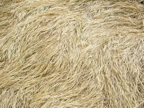 Free Photo Yellow Grass Texture Dead Grass Nature Free Download