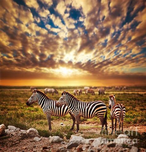 Zebras Herd On African Savanna At Sunset By Michal Bednarek Animals