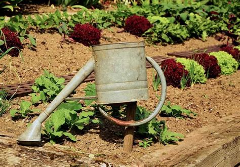 How Gardening Can Benefit Your Health