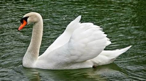 Berikan contoh karnivora, herbivora, dan omnivora! 30+ Contoh Hewan Omnivora Beserta Ciri-Ciri dan Gambarnya ...