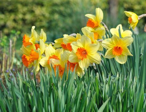 Beautiful Daffodils In A Flowerbed Stock Photo Image Of Botany