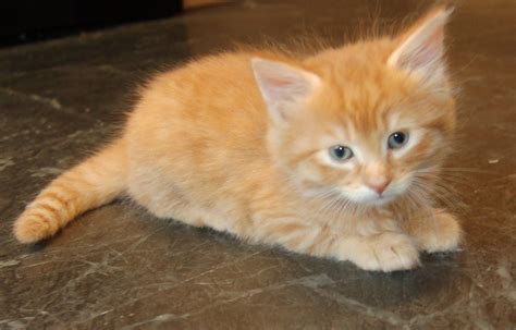 Orange Tabby Kittens Cute Kittens Photo 41521089 Fanpop