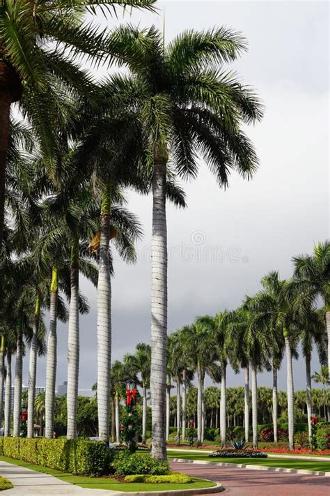 Strong Tall Palm Trees In Key West Florida Stock Photo