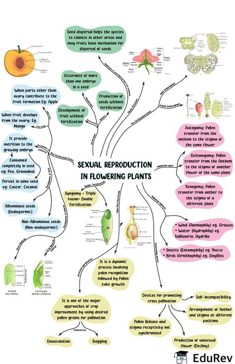 Sexual Reproduction In Flowering Plants Mind Map Neet Class One Shot