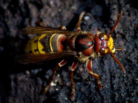 Its Not A Bee — 5 Types Of Wasps Hornets And Yellowjackets You May