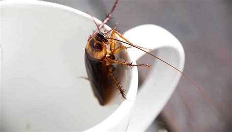 Mistakes To Avoid With Cockroaches | Turin Pest Control