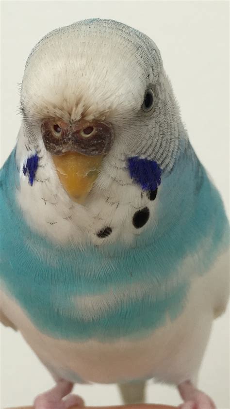 Constant Changes On Cere Talk Budgies Forums