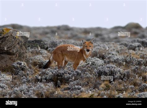 Ethiopian Wolf Canis Simensis Bale Mountains National Park Sanetti